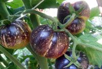 Лот: 13246870. Фото: 6. Рассада томатов. Редкие урожайные...