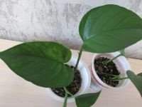 Лот: 15557889. Фото: 2. Эпипремнум Marble Queen (Марбл... Комнатные растения и уход