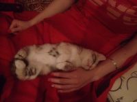 Лот: 6736669. Фото: 6. Персидско-курильский бобтейл...