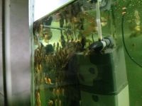 Лот: 4050486. Фото: 3. анциструсы молодь. Растения и животные