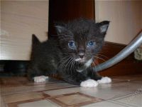 Лот: 1468906. Фото: 2. котик. Животные и уход