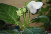 Лот: 2869606. Фото: 2. Глоксиния 12 (цветет). Комнатные растения и уход