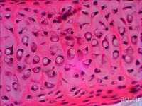 Лот: 4721734. Фото: 6. Набор готовых микропрепаратов...