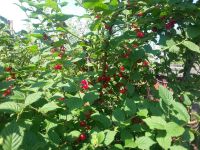 Лот: 7843722. Фото: 2. Вишня! С куста!. Продукты