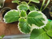 Лот: 16431195. Фото: 3. Мята комнатная. Растения и животные