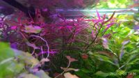 Лот: 11069667. Фото: 7. Людвигия Бривипес Ludwigia brevipes...