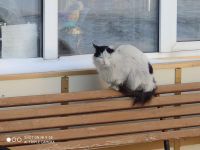 Лот: 16879183. Фото: 5. котофейка