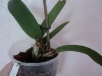 Лот: 2887545. Фото: 2. каттлея-Blc. Pamela Hetherington. Комнатные растения и уход