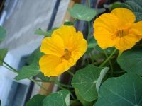 Лот: 12954886. Фото: 2. Семена настурции большой махровой... Семена, рассада, садовые растения