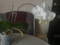 Лот: 21574189. Фото: 5. Орхидея