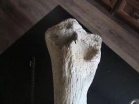 Лот: 20573752. Фото: 5. Берцовая кость шерстистого мамонта