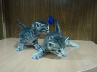 Лот: 1168771. Фото: 2. катята. Животные и уход