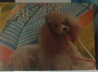 Лот: 25801549. Фото: 4. Календари (собачки). Красноярск