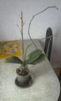 Лот: 8940720. Фото: 2. орхидея фаленопсис. Комнатные растения и уход