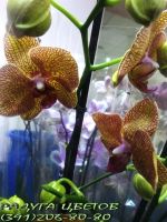 Лот: 6508918. Фото: 7. Орхидея Фаленопсис одна стрелка...
