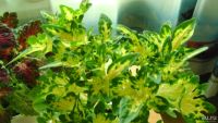 Лот: 9667180. Фото: 3. Колеус сортовой "Carefree Yellow... Растения и животные