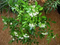 Лот: 11221452. Фото: 3. Мурайя подрощеное цветущее растение. Растения и животные