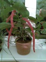 Лот: 9825595. Фото: 5. акалифа