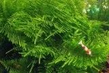 Лот: 21985824. Фото: 3. ✅Меристемное растение Moss sp... Растения и животные