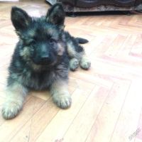 Лот: 3806921. Фото: 6. Щенки немецкой длинношерстной...