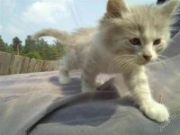 Лот: 1972059. Фото: 2. Котята разные окрасы, много! Красивые... Животные и уход