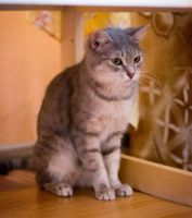 Лот: 7311750. Фото: 3. Замечательная зеленоглазая кошечка... Растения и животные