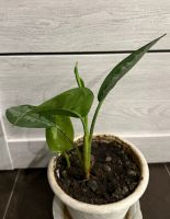 Лот: 25384298. Фото: 6. Аглаонема. Цветок удачи. N2