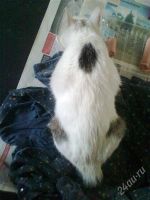 Лот: 2096033. Фото: 3. Котик Тишка. Растения и животные