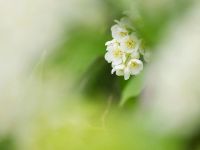 Лот: 4283970. Фото: 6. Объектив Olympus ED 70-300mm f...