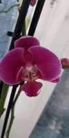 Лот: 20347825. Фото: 5. Орхидея фаленопсис
