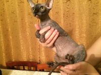 Лот: 7338746. Фото: 4. Котенок Сфинкс. Красноярск