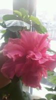 Лот: 7929930. Фото: 2. Розовый махровый гибискус. Комнатные растения и уход