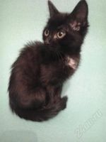 Лот: 2582635. Фото: 2. кошечка пантерка с песочными глазами. Животные и уход