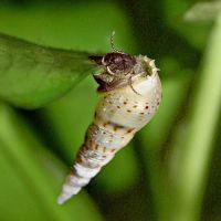 Лот: 4495950. Фото: 2. Улитка мелания (Melanoides Tuberculata... Аквариумистика