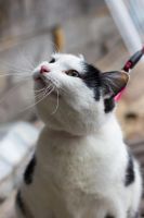 Лот: 6268166. Фото: 4. Стерилизованная ласковая кошка... Красноярск
