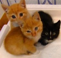 Лот: 561376. Фото: 2. Подарим котят!:)))). Животные и уход