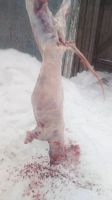 Лот: 25805323. Фото: 2. Лечебный Жир. Медицина и здоровье