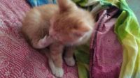 Лот: 14731076. Фото: 4. Котята. Красноярск