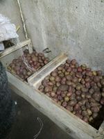 Лот: 12774098. Фото: 2. Картофель деревенский урожай 2019. Продукты