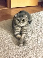Лот: 20669058. Фото: 5. Отдам в хорошие руки кошку шотландская...