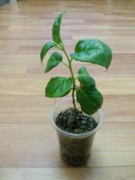 Лот: 8246202. Фото: 3. Фуксия "Квазар". Укорененный черенок... Растения и животные