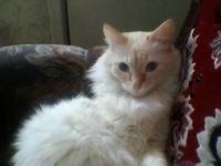 Лот: 6449507. Фото: 6. котята Балинезийские персидские