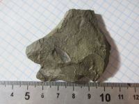 Лот: 17859954. Фото: 6. Окаменелость Палеозой Карбон 3