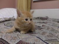 Лот: 4293619. Фото: 2. Котята. Животные и уход