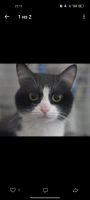 Лот: 23566776. Фото: 2. Кот ищет срочно ищет дом. Животные и уход