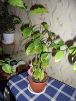 Лот: 5424086. Фото: 3. лимон. Растения и животные