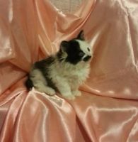 Лот: 3676360. Фото: 2. Котенок Тихомир ищет хозяев. Животные и уход