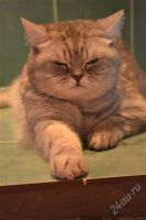 Лот: 2279581. Фото: 3. Британские котята. Растения и животные