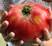 Лот: 19837807. Фото: 2. Семена крупноплодных томатов... Семена, рассада, садовые растения
