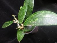 Лот: 13557809. Фото: 2. Хойя Hoya sp. (EPC-600) and Hoya... Комнатные растения и уход